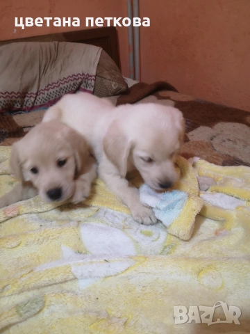 Лабрадор ретривър , снимка 8 - Лабрадор ретривър - 53220479