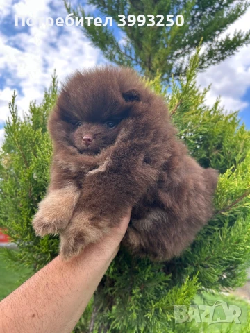 Мини померан момиче, снимка 2 - Померан - 48770049