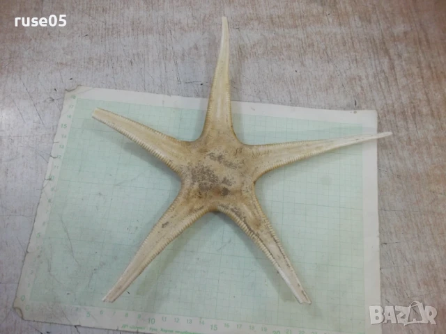 Звезда морска - 7, снимка 3 - Други стоки за дома - 50553591
