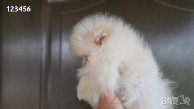 Померан , снимка 2 - Померан - 52975876