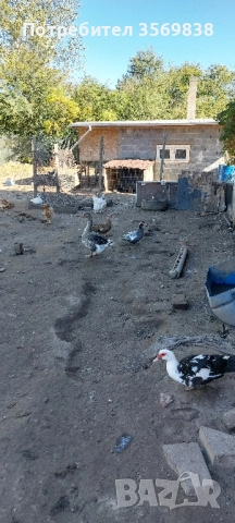 патици и Гъски