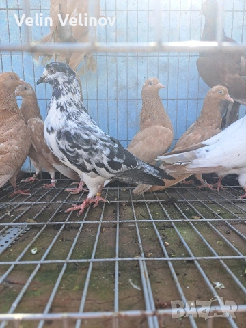 Английски типлери. 