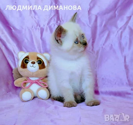 Шотландско момиче със сини очи. , снимка 9 - Британска късокосместа - 56358555