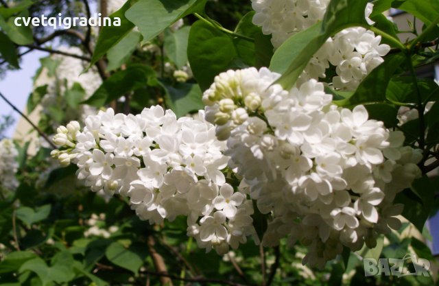 Syringa Mme Florent Stepman(Люляк Мадам Флоран Степман), снимка 3 - Градински цветя и растения - 41712300