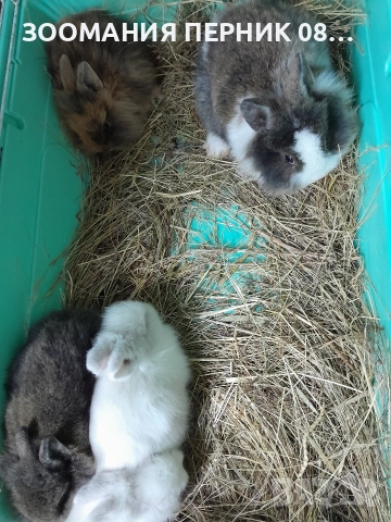 декоративни зайчета 