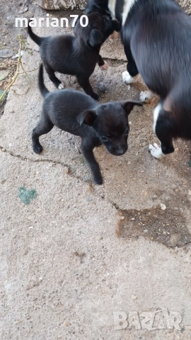 дребни кученца,баща пинчер..., снимка 3 - Други - 52088459