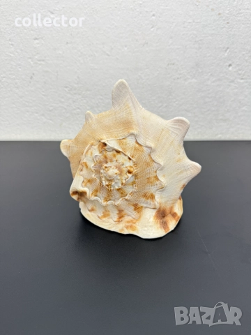 Гигантска морска раковина. №7779, снимка 2 - Други ценни предмети - 52876893