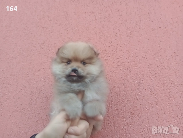 Мъжки Померан.