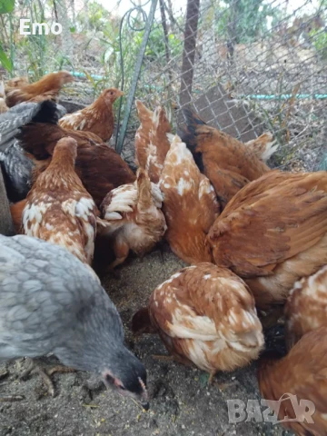 пилета, снимка 9 - Кокошки и пуйки - 49762588