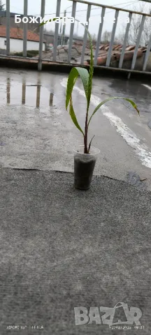 Палми Вашингтон малки, снимка 5 - Градински цветя и растения - 42475421