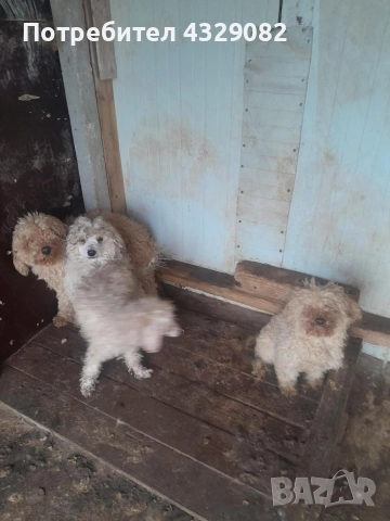 Продавам пудели