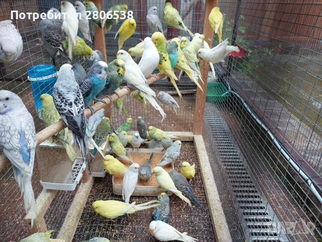 Вълнисти папагали 