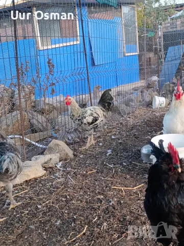 Продавам млади петли