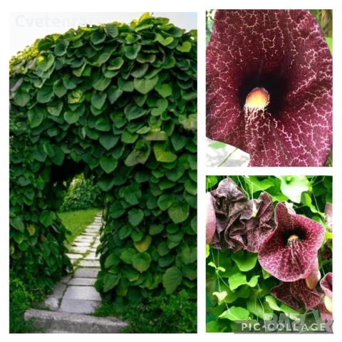 Аристолохия - Холандска Лула, снимка 1