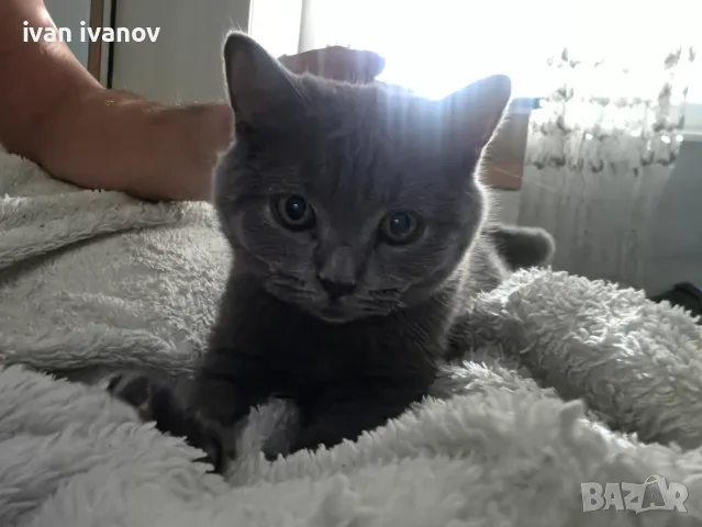Чистокръвно британско коте
