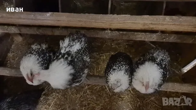 свободни петлета от бяло Брезе люпени от яйца от Франция и петлета Фризийска Чайка , снимка 3 - други­ - 45196830