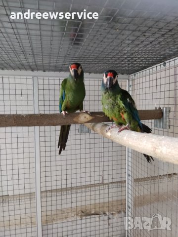 Ара Маракана чифт