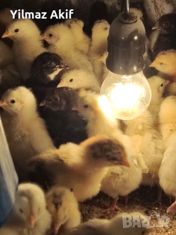 Пилета Легхорн черен и кръстоски, снимка 4 - Кокошки и пуйки - 53821053