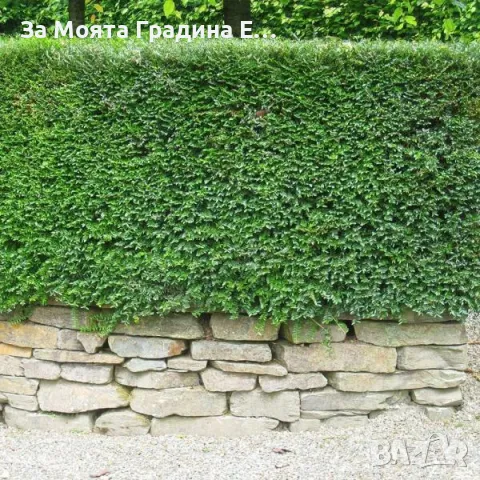 Лоницера "Нитида" 