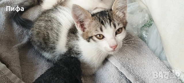 Подарявам малки котенца , снимка 2 - Британска късокосместа - 51554938