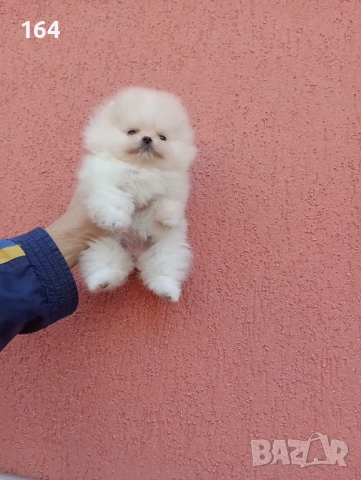 Мини Померан. Миниатюрно мини момиченце. Реални снимки!, снимка 2 - Померан - 52731610