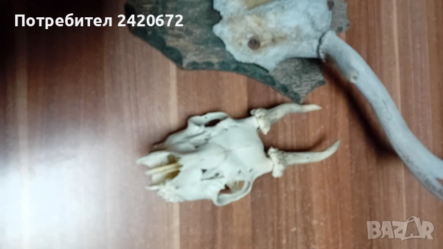 еленови рога с череп, снимка 5 - Декорация за дома - 52070844