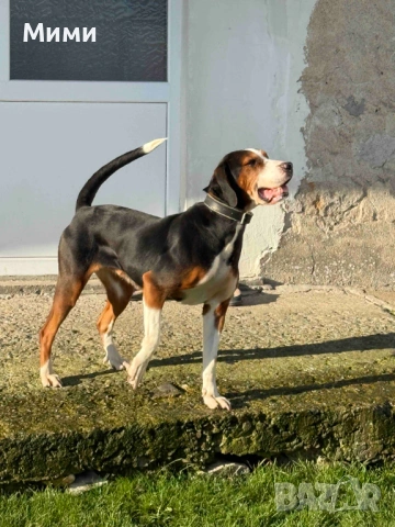 Ловни кучета