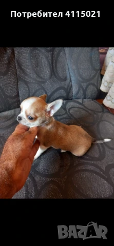 Мини чихуахуа, снимка 4 - Чихуахуа - 45990587