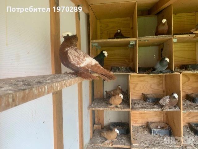 Саксонски Свещеници, снимка 2 - Гълъби - 53690361