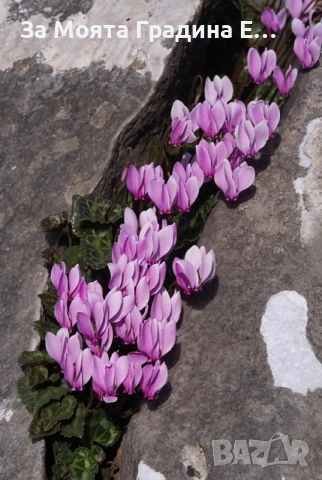 Горска Циклама , снимка 4 - Разсади - 53623551
