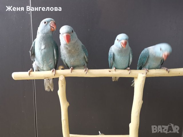 Малък александър, снимка 9 - Други - 34363436