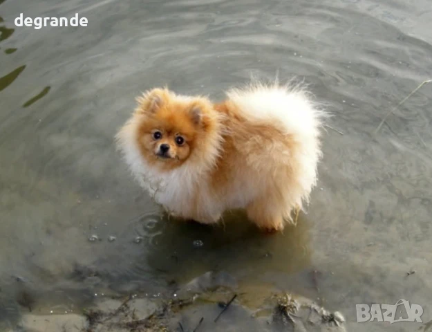 Продаваме златист Померан, снимка 2 - Померан - 51041255