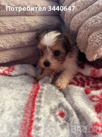 Женско йорки , снимка 6 - Йоркширски териер - 52553586