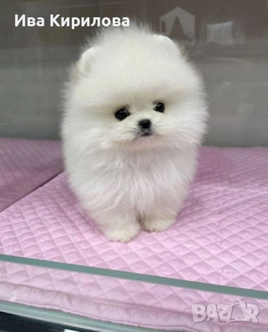 Здравейте продавам малки кученца померан!, снимка 4 - Померан - 53824730