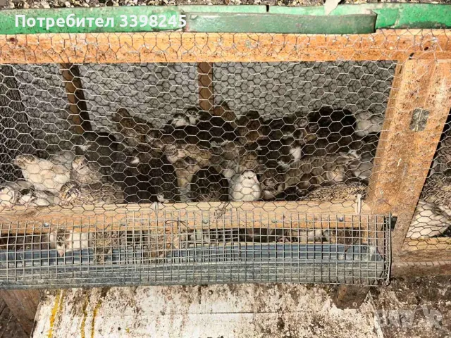 Продавам пътпъдъци, снимка 6 - други­ - 48653462