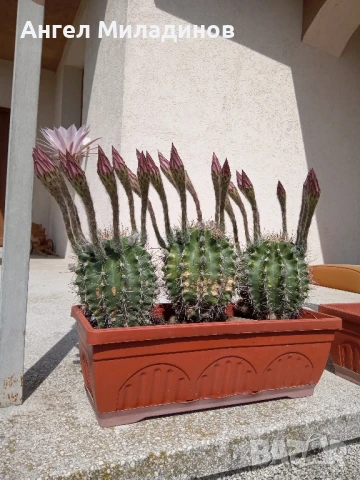 Сандъче с кактуси, снимка 8 - Стайни растения - 50008445
