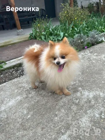 померан за разплод 2кг., снимка 2 - Померан - 49940949