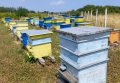 Натурален пчелен мед букет реколта 2023, снимка 4