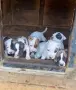 Питбул. Pitbull, снимка 1