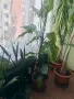 Зряла стайна Дифенбахия (Dieffenbachia) с декоративно стъбло, снимка 1