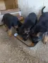 продавам немски овчарки , снимка 3