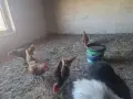 Излишни петлета Златен Зибрайт , снимка 8