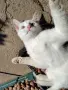 снежно бели котенца, 5мес., снимка 12