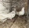 Пазарджийски гълъби , снимка 2