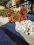 Пудел Той/Poodle Toy, снимка 5