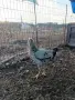 Продавам млади петли, снимка 14