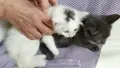 Подарявам 2 котенца - момченца/ Kleine Katzen zu verschenken, снимка 3