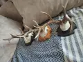 красиви трофеи от сръндак, снимка 3