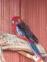 Продавам папагал пенантова розела, снимка 4