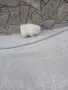 Mini Pomeran Momce, снимка 8